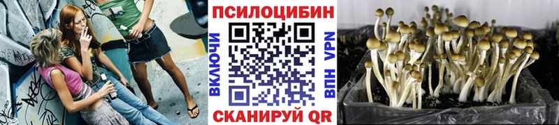 shop официальный сайт  Тюмень  Псилоцибиновые грибы Psilocybe 